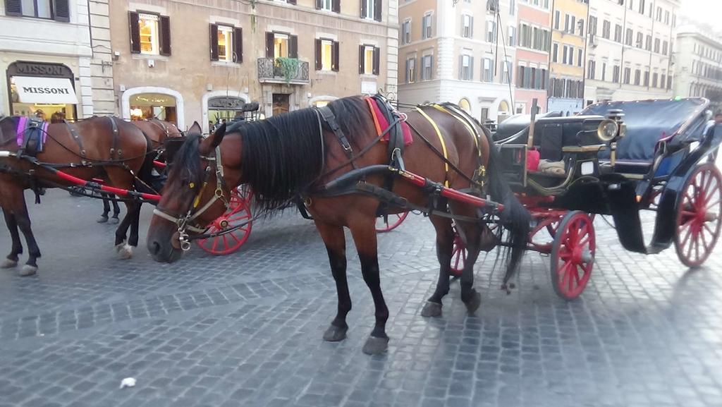 Bed & Breakfast Adduci's House Roma